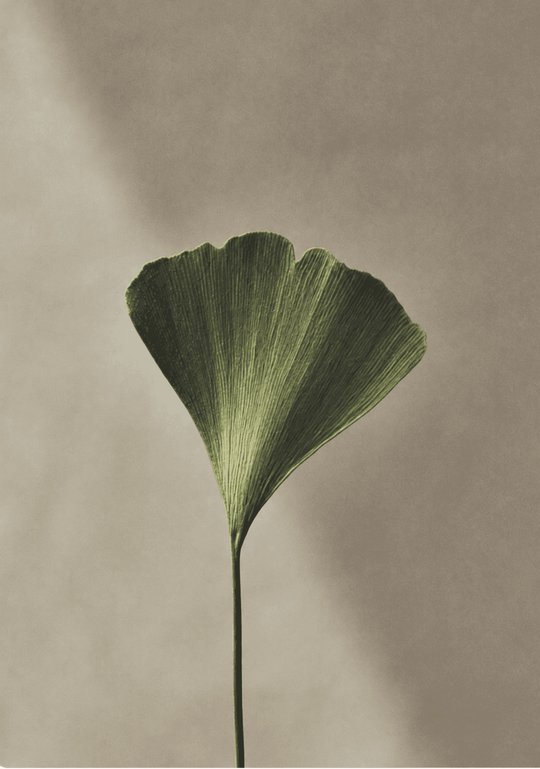 Ginkgo leaf against a warm neutral background